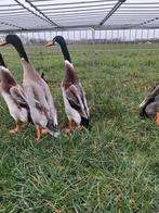 4 jonge loopeend hanen.