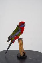 Opgezette Pennantrosella - Wildernis Atelier, Ophalen of Verzenden, Nieuw, Vogel, Opgezet dier