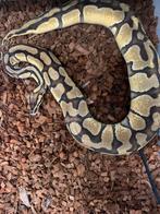 PB Ball Python, Serpent, Domestique
