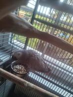 Grijze roodstaarten, Dieren en Toebehoren, Vogels | Parkieten en Papegaaien, Tam