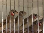 Bandvinken te koop, Dieren en Toebehoren