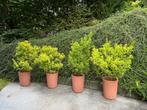 Euonymus japonicus, Tuin en Terras, Ophalen, Vaste plant, Overige soorten