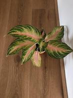 Aglaonema eyecatcher, Huis en Inrichting, Kamerplanten, Ophalen