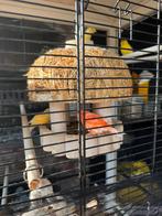 Vogelkooi met 1 kanarie €100, Dieren en Toebehoren, Ophalen, Zo goed als nieuw, Vogelkooi