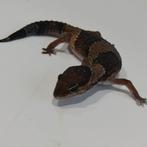 vetstaartgekko vrouw, Dieren en Toebehoren, Hagedis, 0 tot 2 jaar