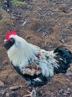 Haan Duitse Faverolles, Mâle, Domestique