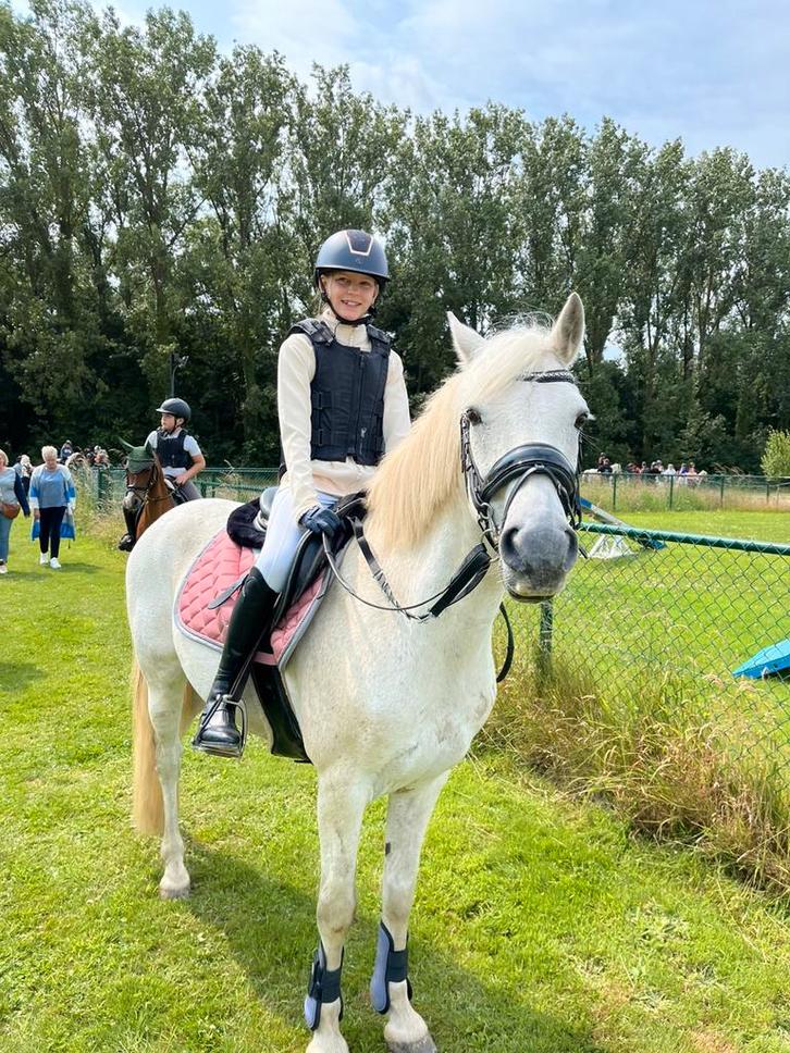 Grote c-pony, Animaux & Accessoires, Poneys, Hongre, B, Poney C (1.27 m à 1.37m), Poney de saut, 11 ans ou plus, Avec puce électronique