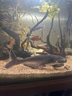 pangasianodon hypopthalmus (Meerval), Dieren en Toebehoren, Vissen | Aquariumvissen, Vis, Zoetwatervis