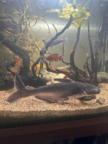 pangasianodon hypopthalmus (Meerval) beschikbaar voor biedingen