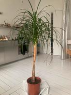 Belle plante d’intérieur 170 cm- sang du dragon, Huis en Inrichting, Kamerplanten, Ophalen, Palm, Halfschaduw, In pot