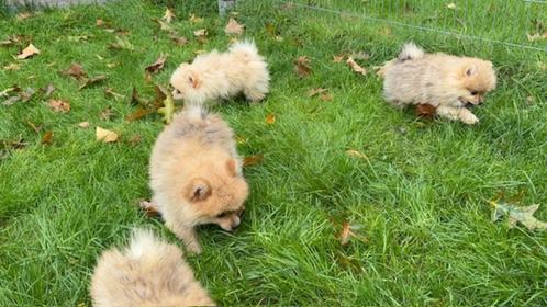 Schattige Pomeriaantjes, Dieren en Toebehoren, Honden | Chihuahua's en Gezelschapshonden, Meerdere dieren, Overige rassen, Handelaar