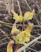 Drakenwilg bandwilg Salix udensis sekka, Jardin & Terrasse, Enlèvement