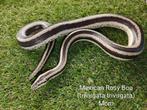 Mexican Rosy Boa (trivirgata trivirgata), Dieren en Toebehoren, Slang, Tam, 0 tot 2 jaar
