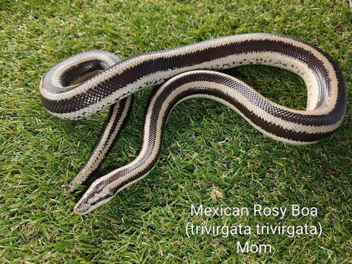 Mexican Rosy Boa (trivirgata trivirgata), Dieren en Toebehoren, Reptielen en Amfibieën, Slang, 0 tot 2 jaar, Tam