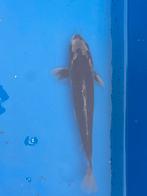 Japanse koi Gin Matsuba, Dieren en Toebehoren, Vissen | Vijvervissen, Karper of Koi