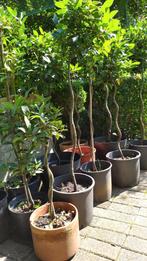 keuken laurier -Laurus nobilis, Tuin en Terras, Planten | Tuinplanten, Ophalen of Verzenden