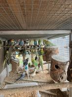 GROTE KEUZE AAN GRASPARKIETJES NU 15 EURO/KOPPEL, Dieren en Toebehoren, Vogels | Parkieten en Papegaaien, Meerdere dieren, Parkiet