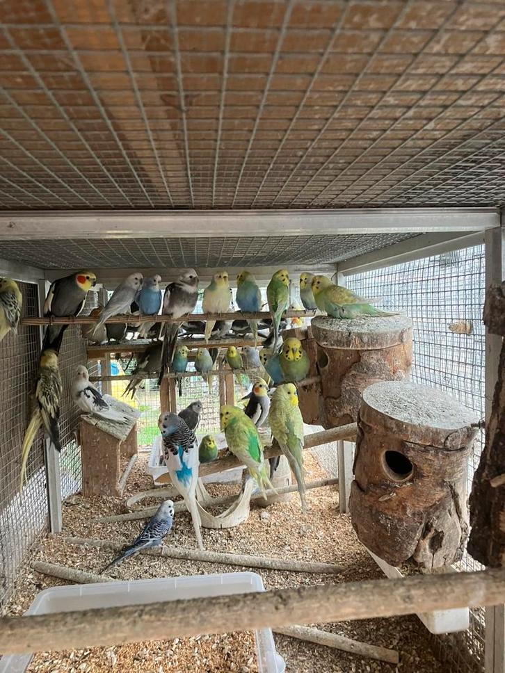 GROTE KEUZE AAN GRASPARKIETJES NU 15 EURO/KOPPEL, Dieren en Toebehoren, Vogels | Parkieten en Papegaaien, Parkiet, Meerdere dieren