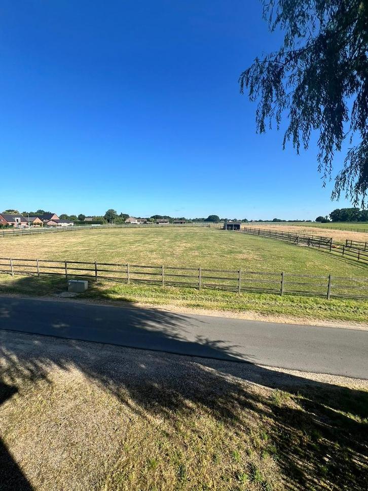 Weidegang te Bree, Dieren en Toebehoren, Stalling en Weidegang, Weidegang