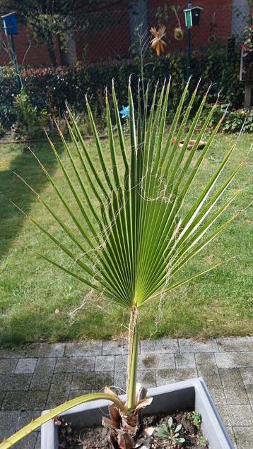 Palm in pot. Zeer vitale plant. beschikbaar voor biedingen