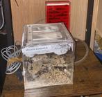 Messor Barbarus 200-300 werksters complete set, Mieren