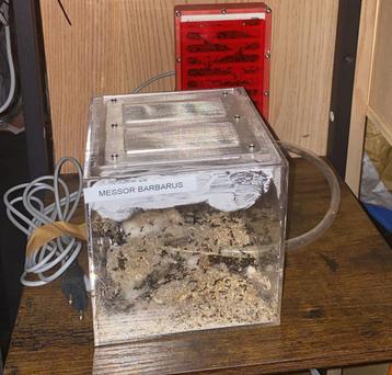 Messor Barbarus 200-300 werksters complete set beschikbaar voor biedingen