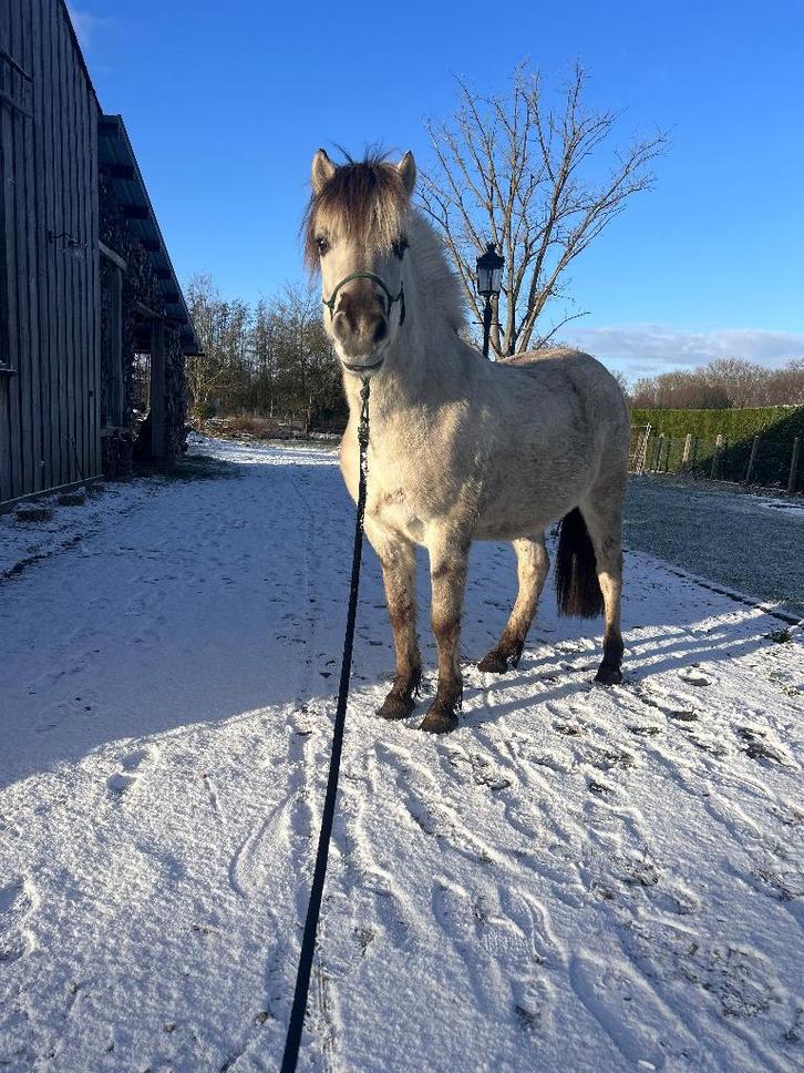 Grijze fjord ruin, bijna 2j, Animaux & Accessoires, Chevaux, Hongre, Non dressé, Moins de 160 cm, 0 à 2 ans, Cheval de récréation
