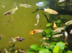 Endler guppys, Dieren en Toebehoren