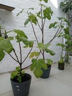 Te koop, Tuin en Terras, Planten | Tuinplanten, Ophalen
