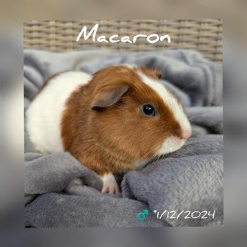 Lief klein beertje - Macaron - adoptie  beschikbaar voor biedingen