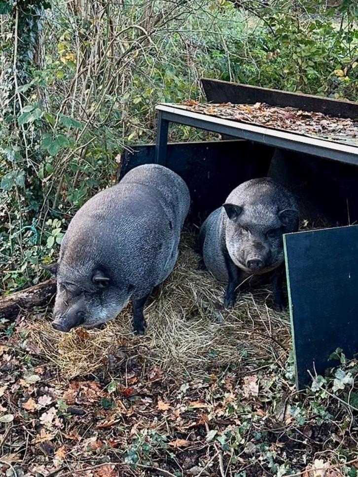 Hangbuikvarkens Bob & Bart, Dieren en Toebehoren, Schapen, Geiten en Varkens, Varken, Mannelijk, 3 tot 5 jaar