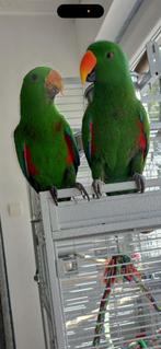 Ecoectus, Enlèvement ou Envoi