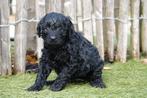 Mini/medium Labradoodle pup (geteste ouders), Dieren en Toebehoren, België, Overige rassen, CDV (hondenziekte), 8 tot 15 weken