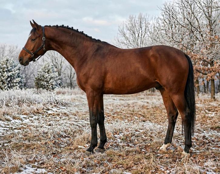 Chaccon blue x Contender, Dieren en Toebehoren, Paarden, Ruin, 165 tot 170 cm, 3 tot 6 jaar, Springpaard, Met stamboom, Ontwormd