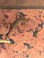 Diversen roodkeelanolissen (Anolis carolinensis) te koop, Amphibien