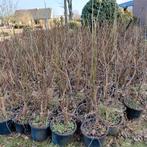 Paulonia  bomen op pot, En pot, Plein soleil, Autres espèces, Enlèvement