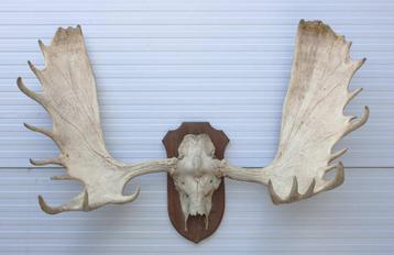 Mega groot ALASKA ELAND GEWEI op houten schild ("MOOSE") beschikbaar voor biedingen