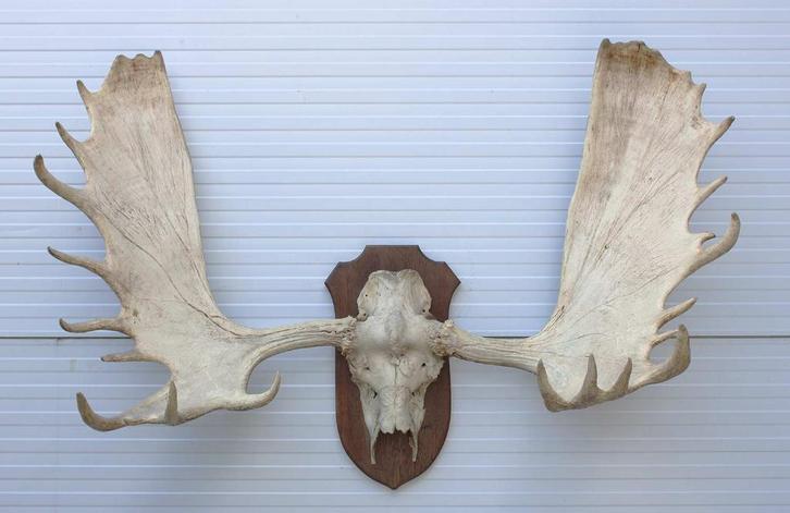 Mega groot ALASKA ELAND GEWEI op houten schild ("MOOSE"), Verzamelen, Dierenverzamelingen, Gebruikt, Gewei of Kop, Hert, Ophalen