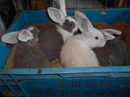 konijnen, Dieren en Toebehoren, Konijnen, Meerdere dieren, Groot