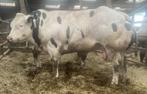 2 jarige dekstieren naar keuze, Dieren en Toebehoren, Runderen, Mannelijk, 0 tot 2 jaar