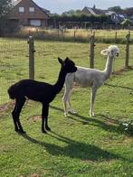 2 alpaca hengstjes 2024, Dieren en Toebehoren, Juli, Mannelijk