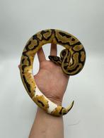 1.0 Piebald het Axanthic VPI - Python regius, Dieren en Toebehoren
