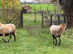 Barbados Black Belly ooien, Dieren en Toebehoren, Schapen, Geiten en Varkens, Vrouwelijk, Schaap, 0 tot 2 jaar
