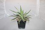 agave xylonacantha, Vetplant, Ophalen of Verzenden, In pot, Minder dan 100 cm