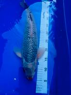 Japanese koi -Asagi 45 cm, Karper of Koi