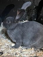 Groot lotharinger, Dieren en Toebehoren, Konijnen, Groot