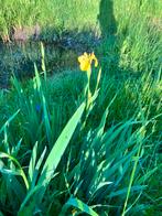 Plante à oxygène à iris jaune, Enlèvement