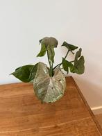Syngonium Green Splash Grey Ghost, Huis en Inrichting, Kamerplanten, Ophalen of Verzenden