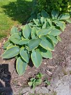 Hostas, Ophalen