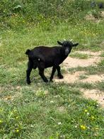 Geitenbok, Dieren en Toebehoren, Schapen, Geiten en Varkens